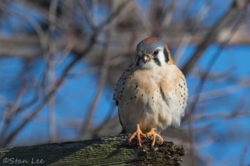 American Kestrel_850_7393