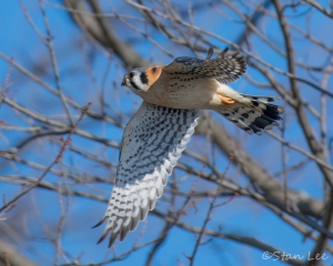 American Kestrel_850_7398