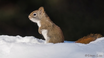 American Red Squirrel_D5S_1053