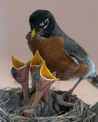 American-Robin_850_5000