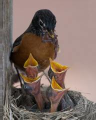 American-Robin_850_5041