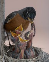 American-Robin_850_5048