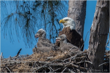 Bald-Eagle_850_3769
