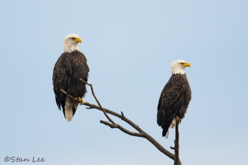 Bald Eagle_850_3955