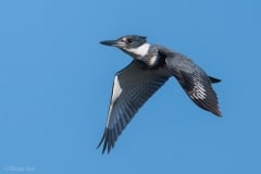 Belted Kingfisher_850_5693