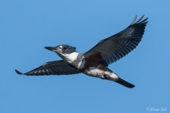 Belted Kingfisher_850_5696