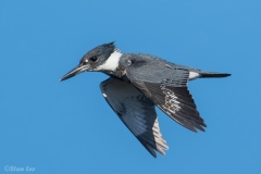 Belted Kingfisher_850_5698