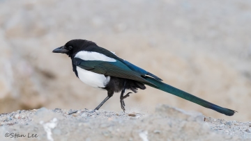 Black-billed Magpie_D5S_1771
