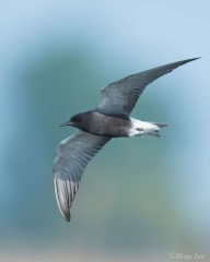 Black Tern_850_1053