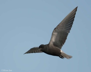 Black Tern_850_1091