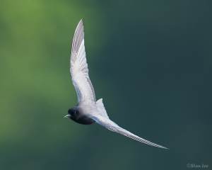 Black Tern_850_1204