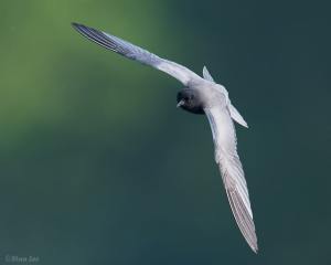 Black Tern_850_1205