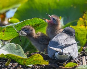 Black Tern_850_1830