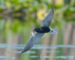 Black-Tern_850_2327
