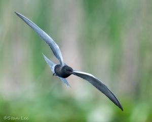 Black-Tern_850_2443