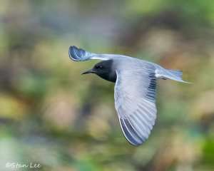 Black-Tern_850_2462