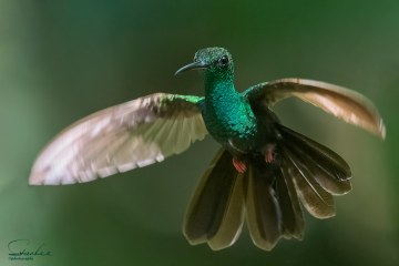 D5S_5911_PS