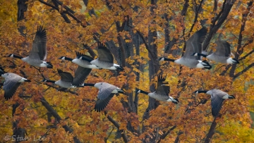 Canada Goose_850_3942