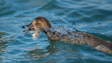 Canvasback_850_3386
