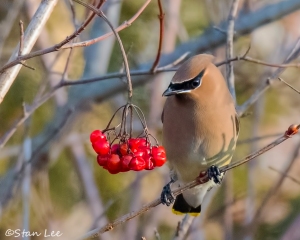 Cedar Waxwing_850_7275
