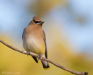 Cedar Waxwing_850_7301