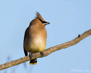 Cedar Waxwing_850_7303