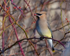 Cedar Waxwing_850_7310
