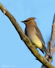 Cedar Waxwing_850_7326