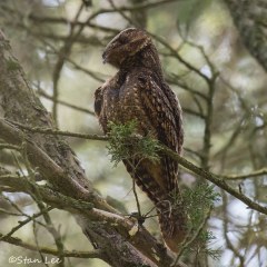 Chuck-Wills-Widow_850_1418