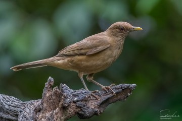 D5S_4491
