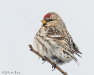 Common Redpoll_8850_8756