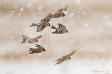 Common Redpoll_8850_8853