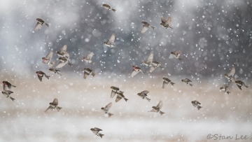 Common Redpoll_8850_8882