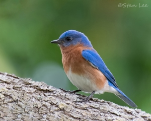 Eastern-Bluebird_850_0553