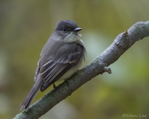 Eastern Phoebe_850_4809