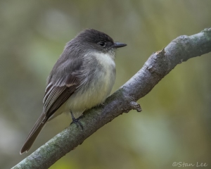 Eastern Phoebe_850_4831