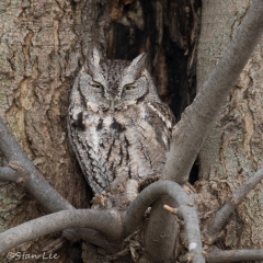 Eastern Screech-Owl_850_5958