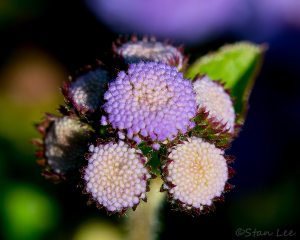 D58_4336