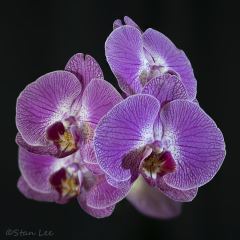 Flower_850_2372