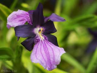 Flower_850_2577_2
