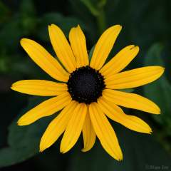 Flower_850_3827
