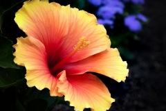 Flower_850_4273