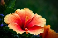 Flower_852_4253