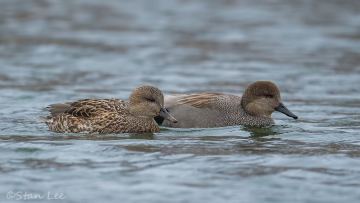 D4S_8130