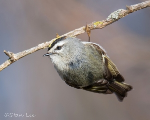 Golden-crowned-Kinglet_850_2707-