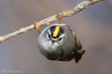 Golden-crowned-Kinglet_850_2709