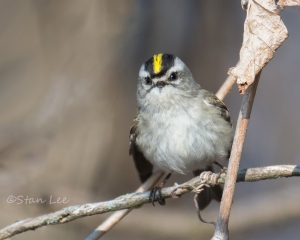 Golden-crowned-Kinglet_850_2821