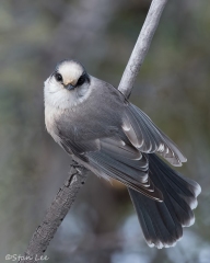 Gray Jay_D5S_2773