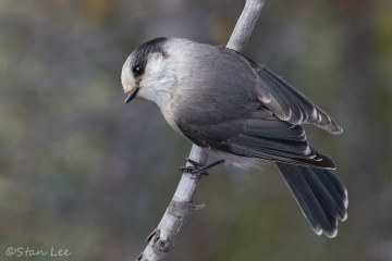 Gray Jay_D5S_2783