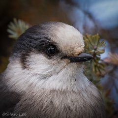 Gray Jay_D5S_2896_Cropped